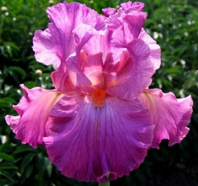 Hortensia Rose